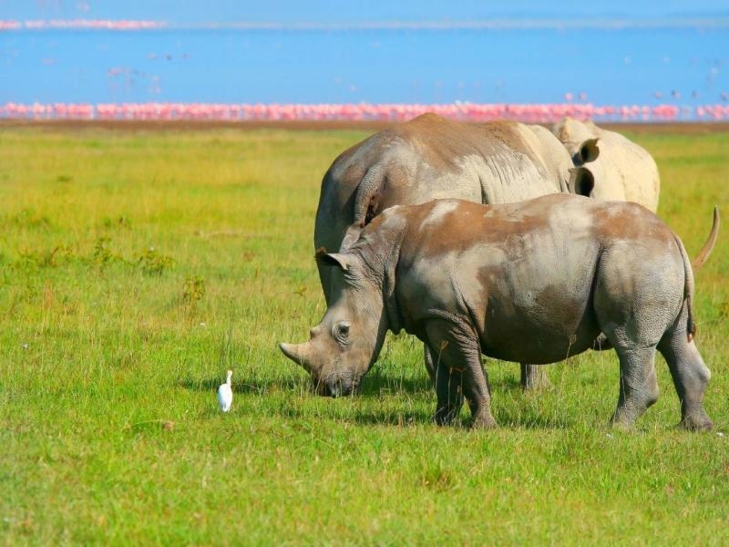 Le meraviglie del Kenya, Tour Privato (Nairobi to Nairobi)