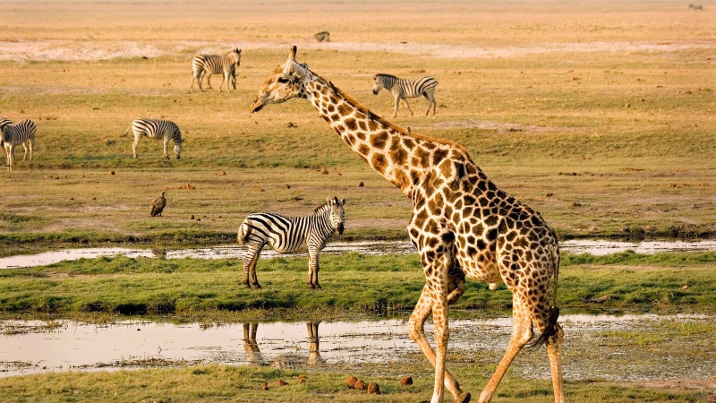 Victoria Falls & Chobe National Park Africa