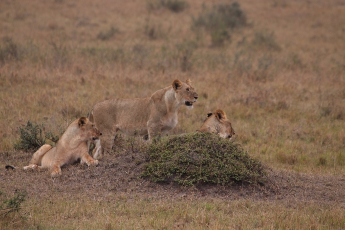 Luxury Botswana & Victoria Falls Safari Africa